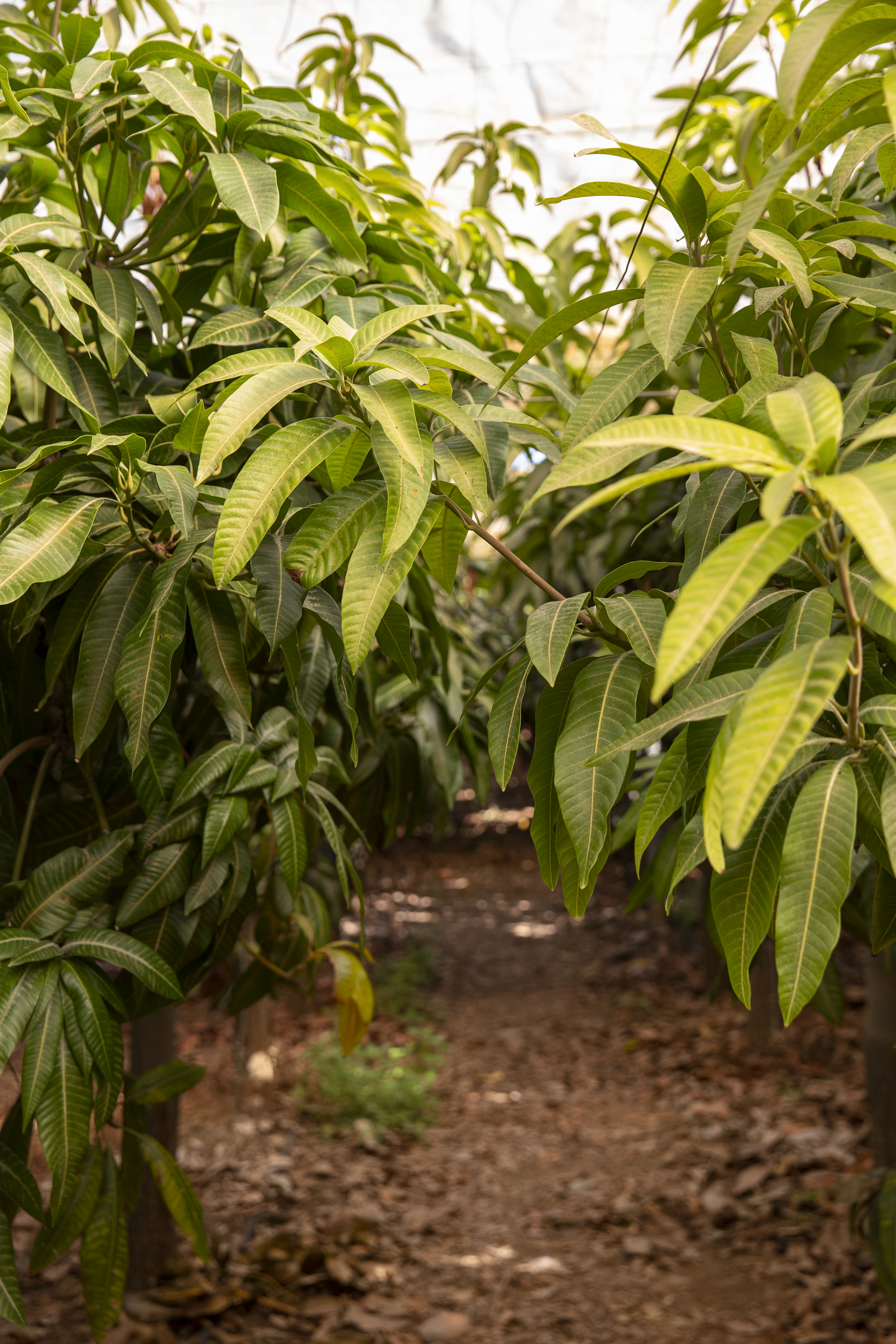 A cacao farm in India